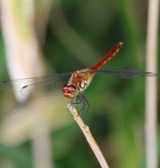 �i�c�A�J�l���i�ÊԖ؁j