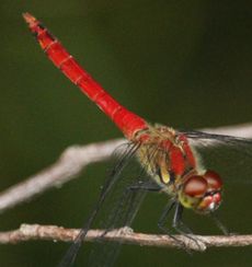 �i�c�A�J�l���i�ÊԖ؁j