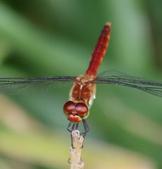 �i�c�A�J�l���i�ÊԖ؁j