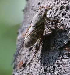 �c�N�c�N�{�E�V�i�����j