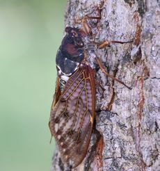 �A�u���[�~�i�����j