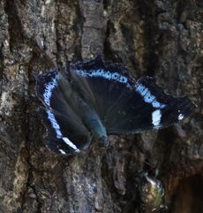 �����^�e�n�i�����j