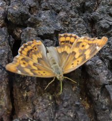 �R�����T�L�i�����j