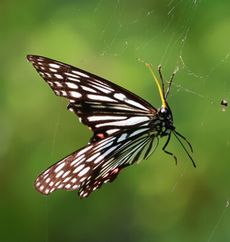 �A�J�{�V�S�}�_���i�����j