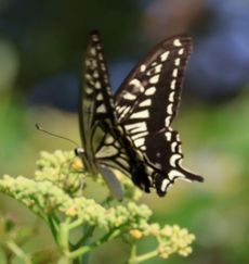 �A�Q�n�i�����j