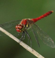 �i�c�A�J�l���i�ÊԖ؁j