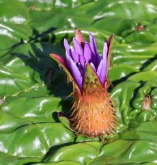 �I�j�o�X�̉ԁi�����j