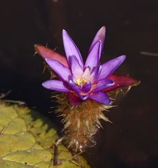 �I�j�o�X�̉ԁi�����j