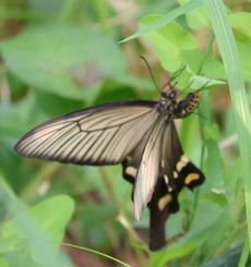 �W���R�E�A�Q�n�Y���i�����j