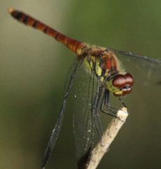 �R�m�V���g���{�i�ÊԖ؁j