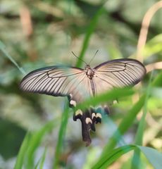 �W���R�E�A�Q�n�Y���i�����j