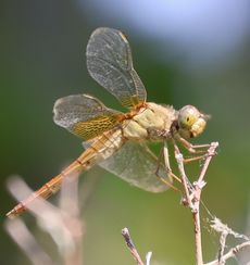 �E�X�o�L�g���{�i�����j