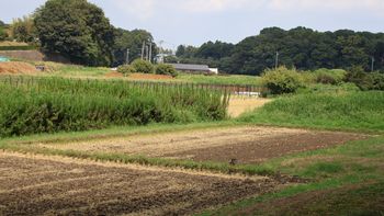 ����̓c�ށi�ÊԖ؁j