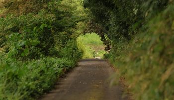 �щ��؉A�̓��i�ÊԖ؁j