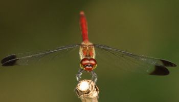 �R�m�V���g���{���i�ÊԖ؁j