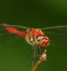 �i�c�A�J�l���i�ÊԖ؁j