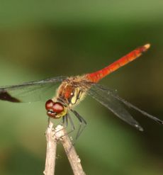 �R�m�V���g���{���i�ÊԖ؁j