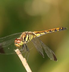 �m�V���g���{�i�ÊԖ؁j