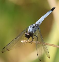 �I�I�V�I�J���g���{���i�ÊԖ؁j