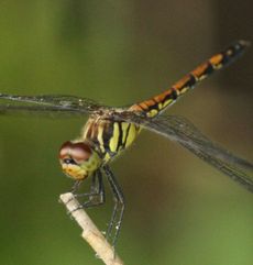 �m�V���g���{�i�ÊԖ؁j