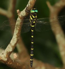 �I�j�����}�i�ÊԖ؁j