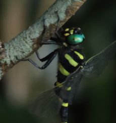 �I�j�����}�i�ÊԖ؁j