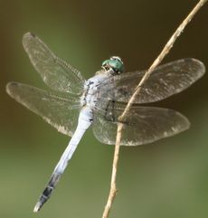 �V�I�J���g���{���i�ÊԖ؁j