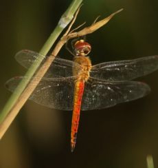 �E�X�o�L�g���{�i�ÊԖ؁j