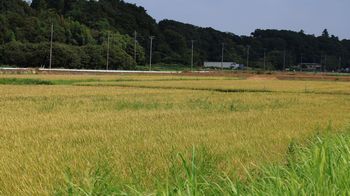 �O����̓c�ށi�x�m��j