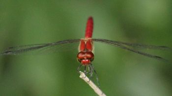 �i�c�A�J�l���i�ÊԖ؁j