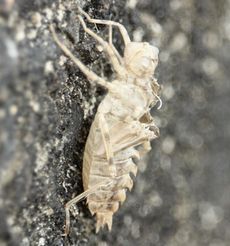 �R�t�L�g���{�H���k�i�]�ː�j