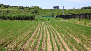 �ÊԖؓc��ځi�ÊԖ؁j