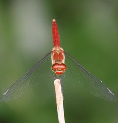 �i�c�A�J�l���i�ÊԖ؁j