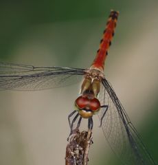 �i�c�A�J�l���i�ÊԖ؁j