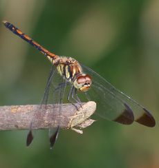 �m�V���g���{�i�ÊԖ؁j