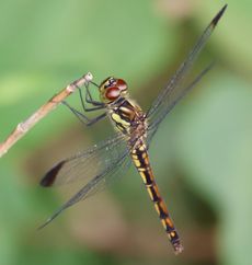 �R�m�V���g���{�i�ÊԖ؁j