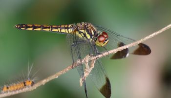 �R�m�V���g���{�i�ÊԖ؁j