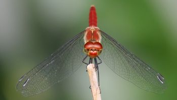 �i�c�A�J�l�i�ÊԖ؁j