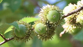 �N�k�M�̃h���O���i�����j