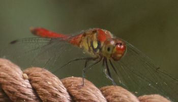 �i�c�A�J�l�i�s��J�j