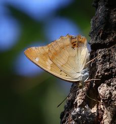 �R�����T�L�i�����j