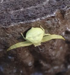 �A�Y�`�O���i�����j