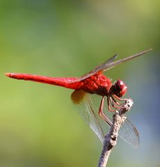 �V���E�W���E�g���{�i�����j