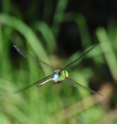 �M�������}�i�����j