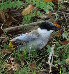 �I�i�K�c���i�����j