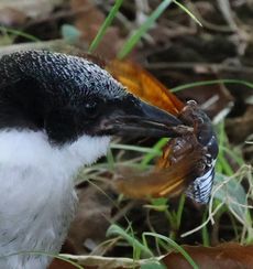 �I�i�K�c���i�����j