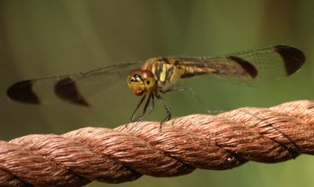 �R�m�V���g���{�i�s��J�j