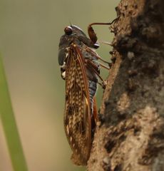 �A�u���[�~�i�s��J�j