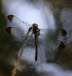 �m�V���g���{�i�s��J�j