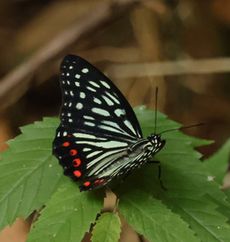 �A�J�{�V�S�}�_���i�s��J�j